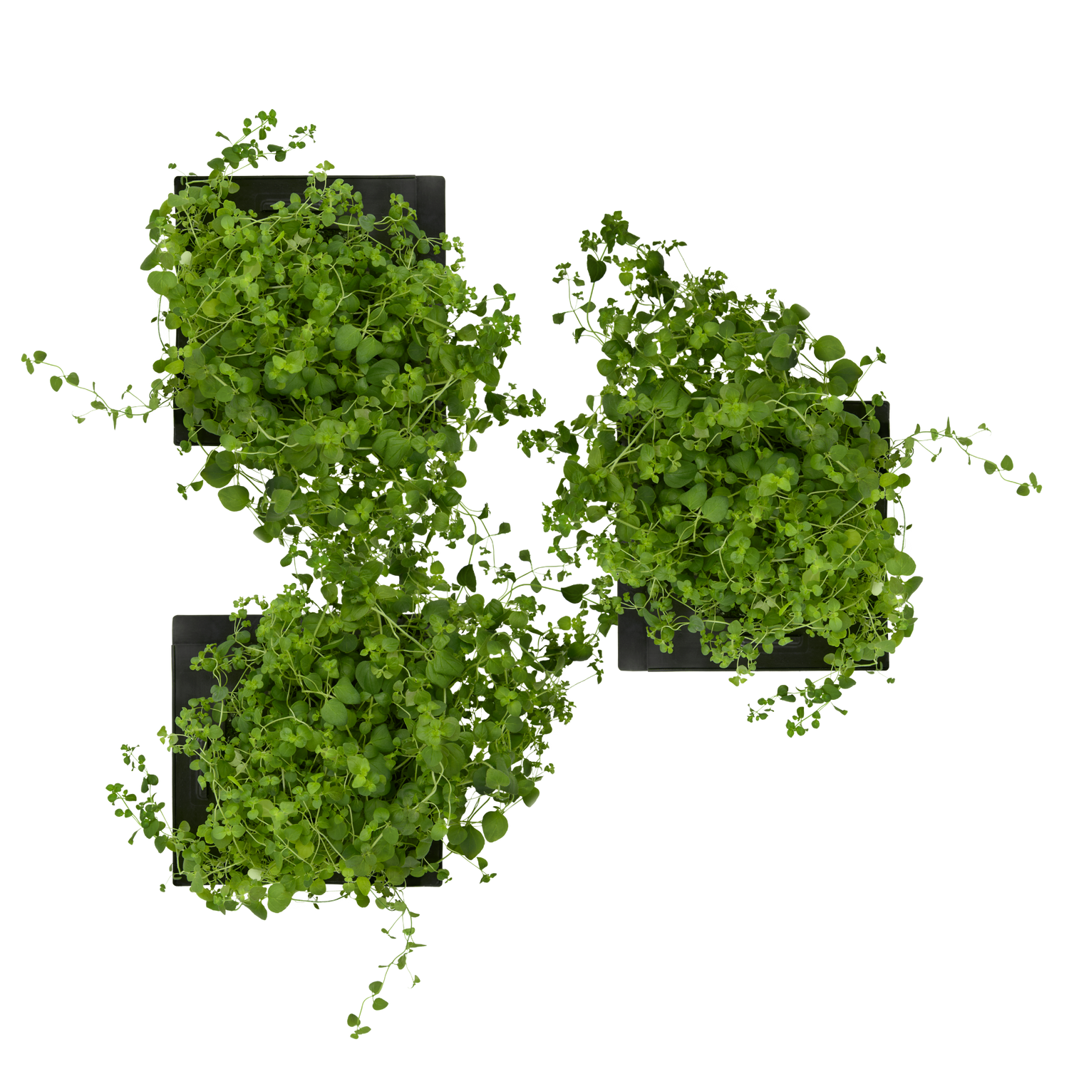 Oregano 3-Pack for Roto Farm