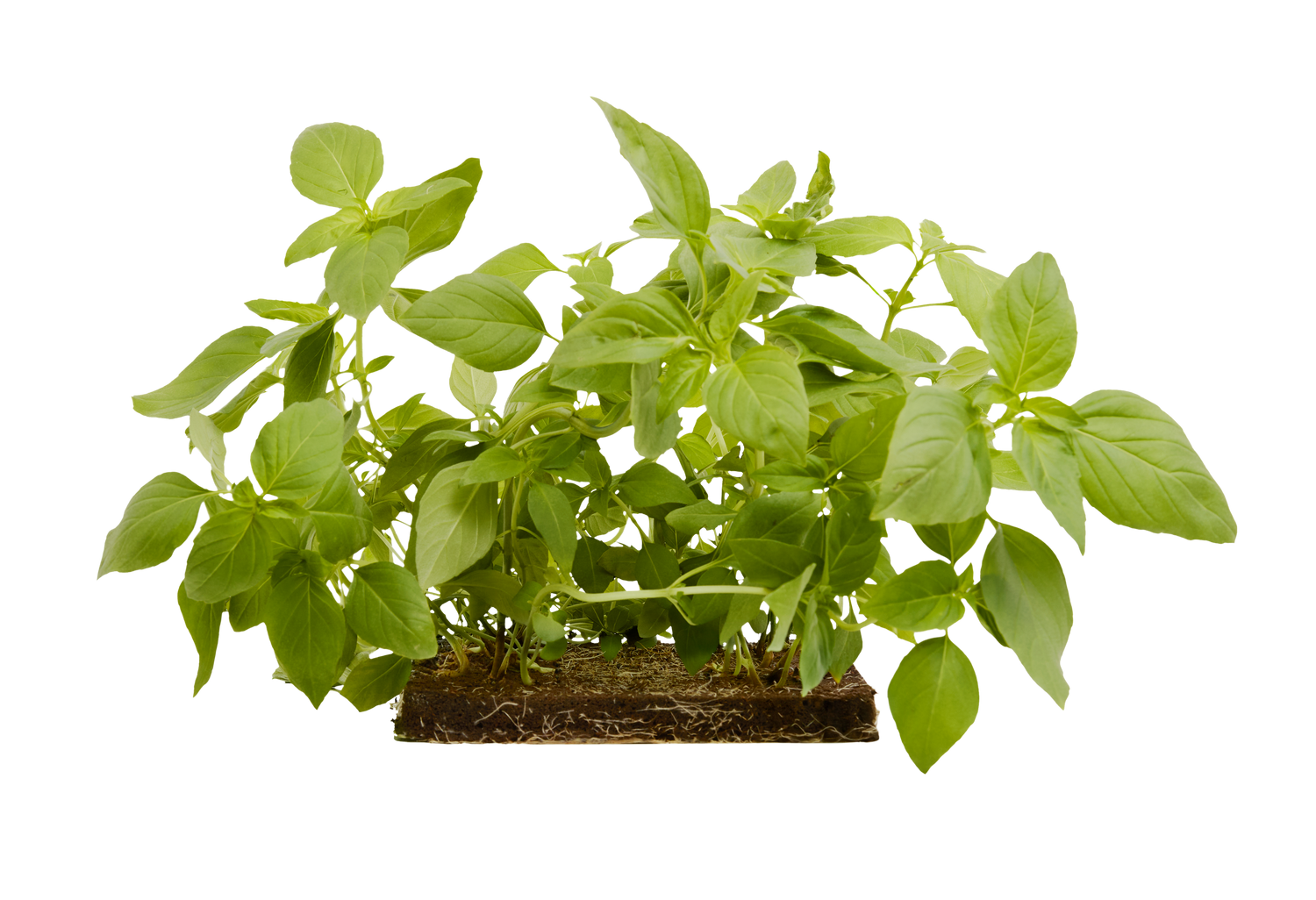 Lemon Basil 3-Pack for Roto Farm