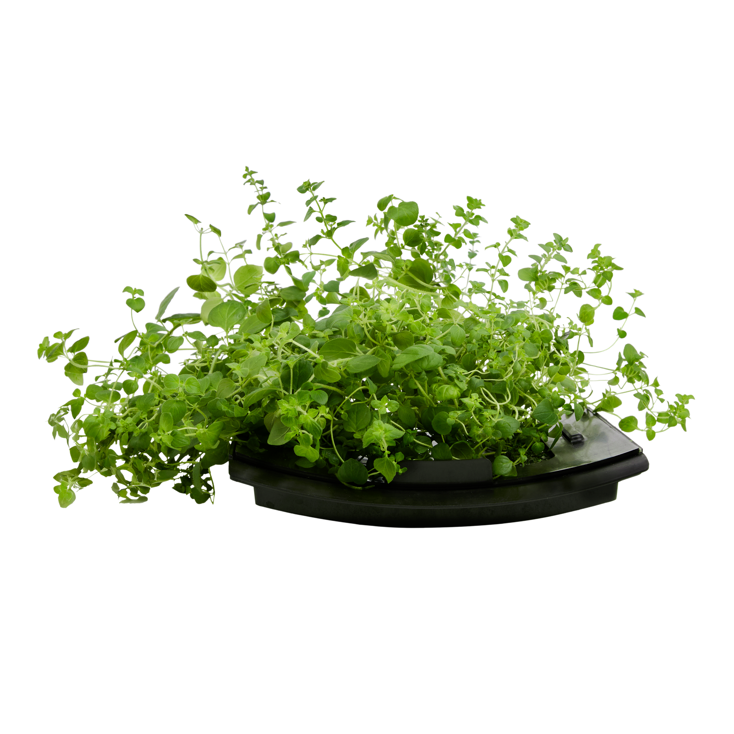 Oregano 3-Pack for Roto Farm