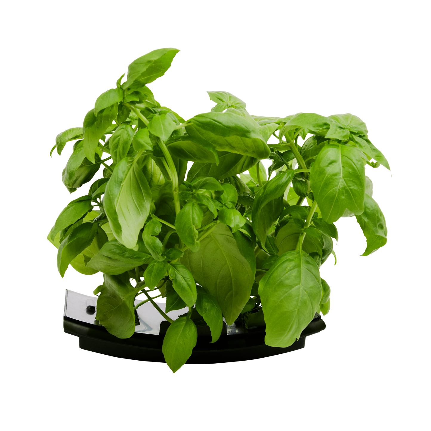 Sweet Basil 3-Pack for Roto Farm