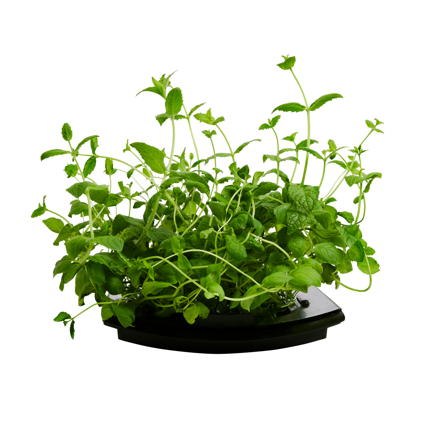 Spearmint 3-Pack for Roto Farm