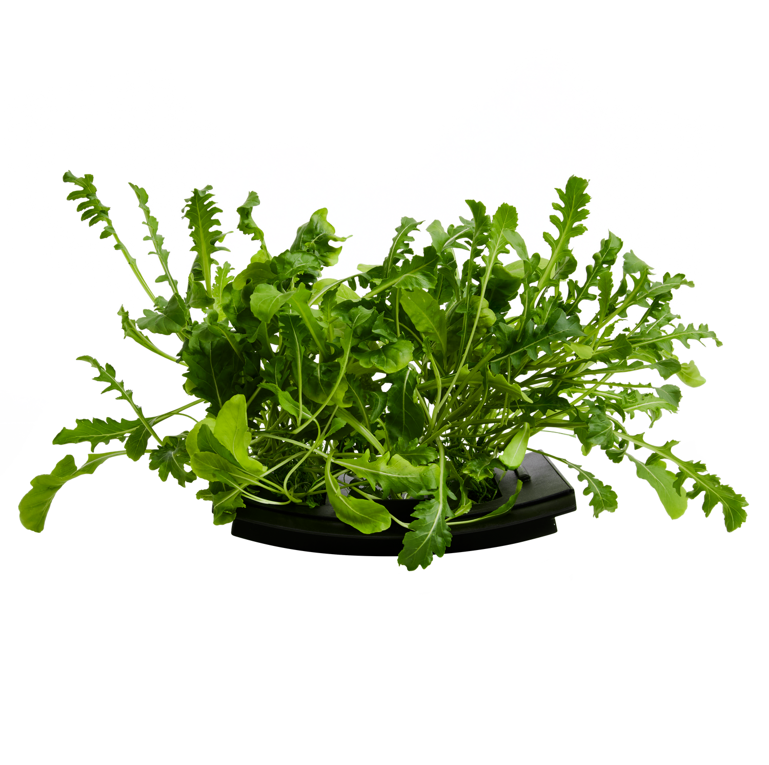 Arugula 3-Pack for Roto Farm