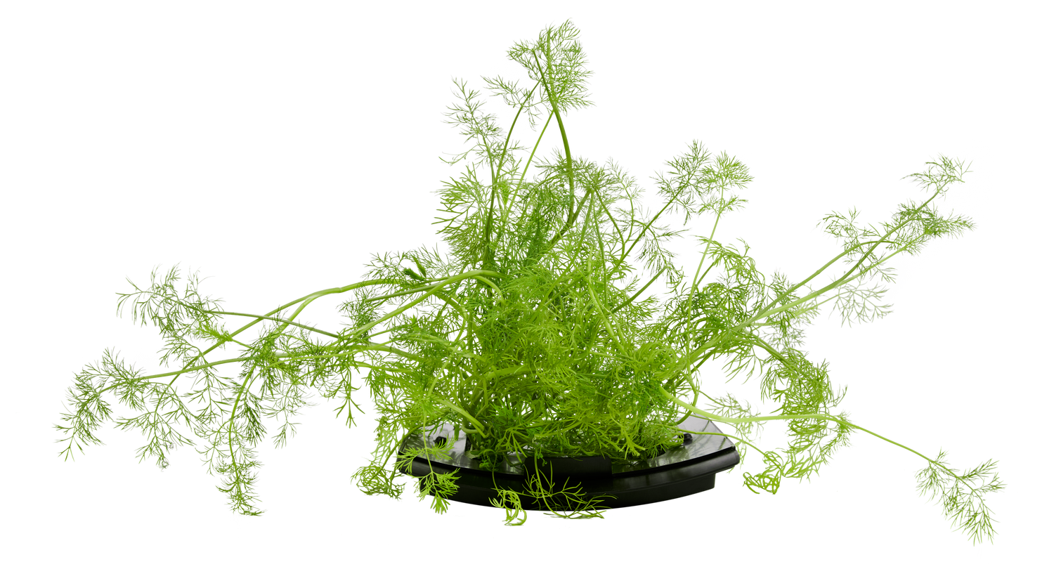 Dill 3-Pack for Roto Farm