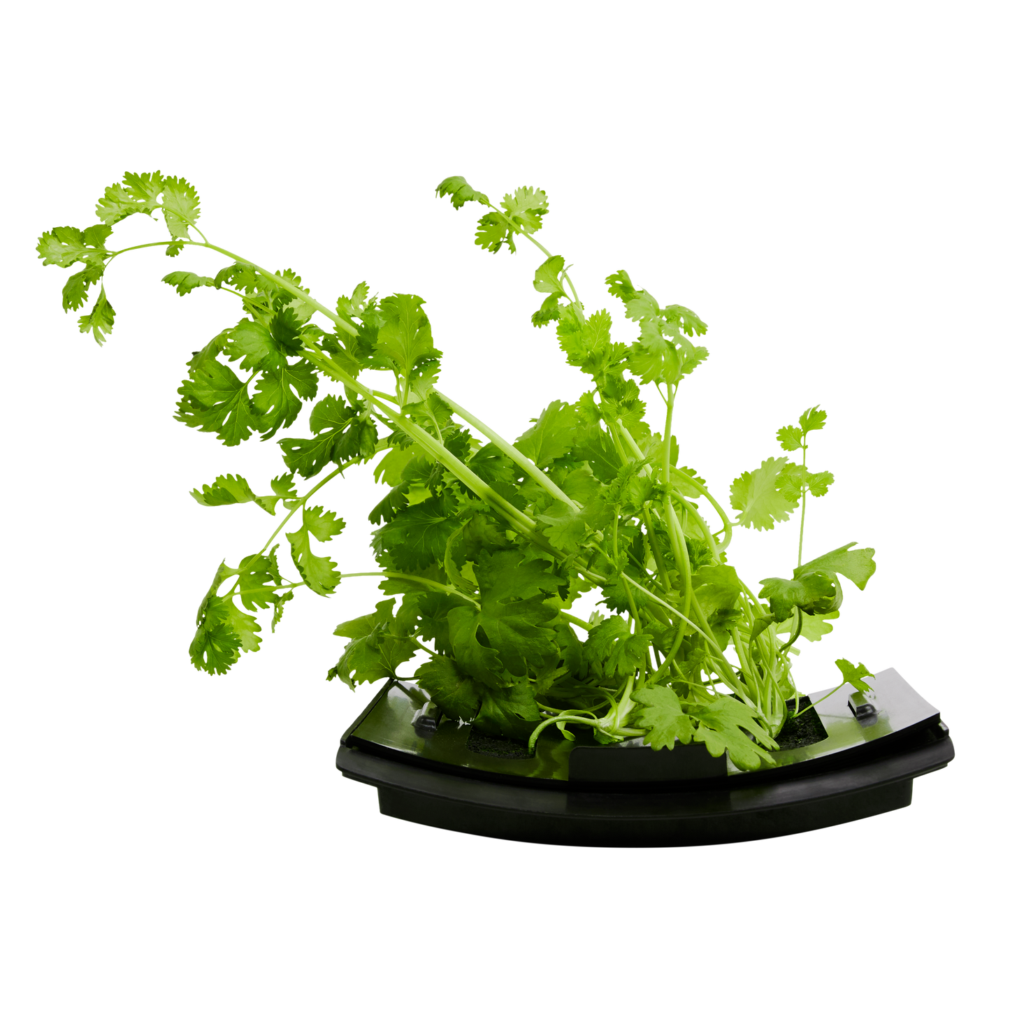 Parsley 3-Pack for Roto Farm