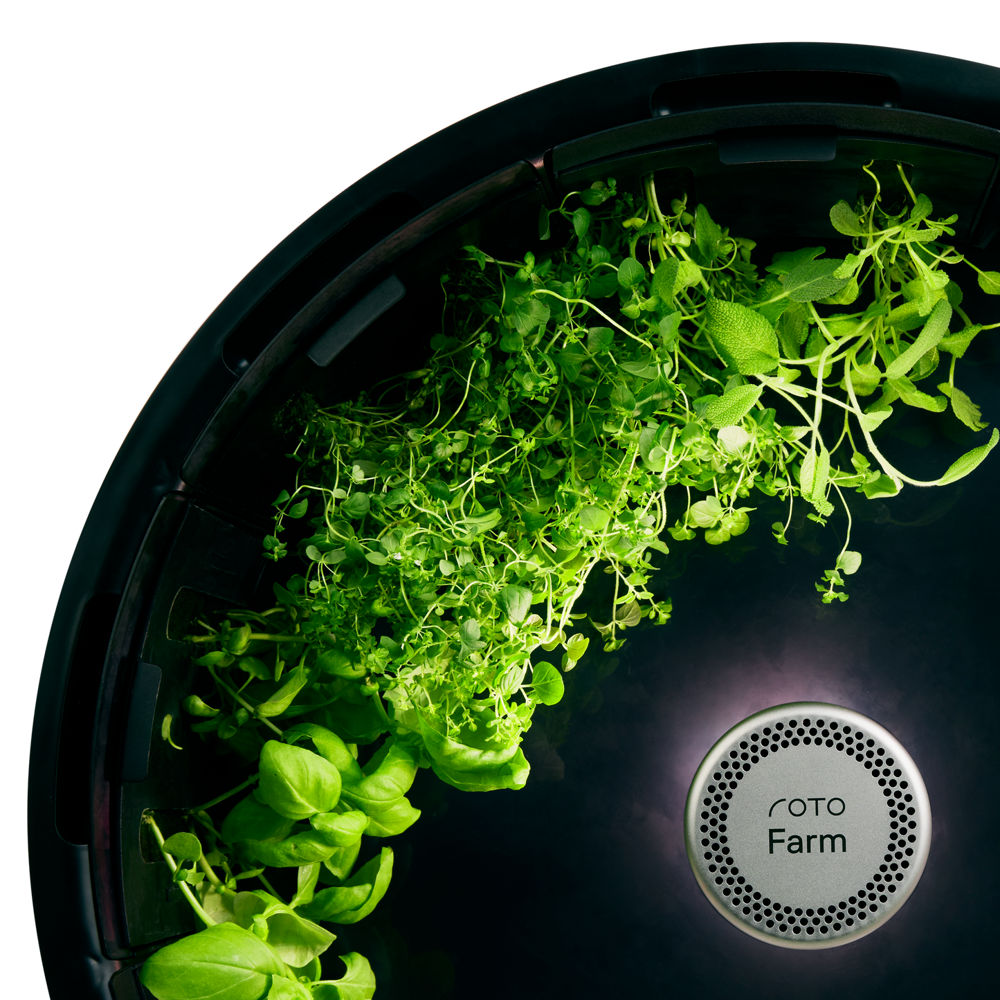 Oregano 3-Pack for Roto Farm