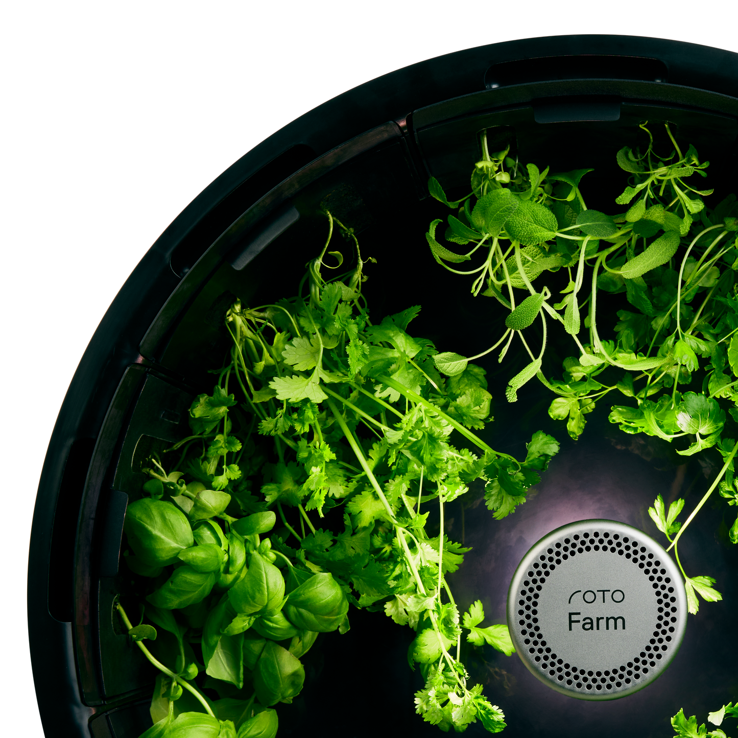 Parsley 3-Pack for Roto Farm