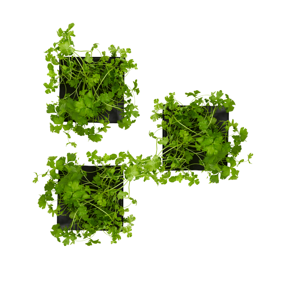 Cilantro (Coriander) 3-Pack for Roto Farm