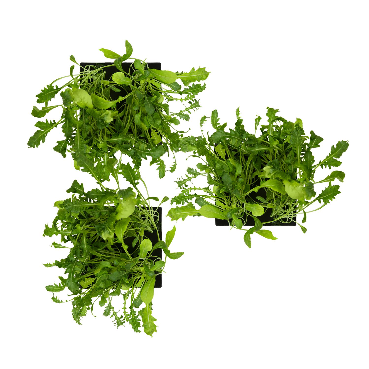 Arugula 3-Pack for Roto Farm