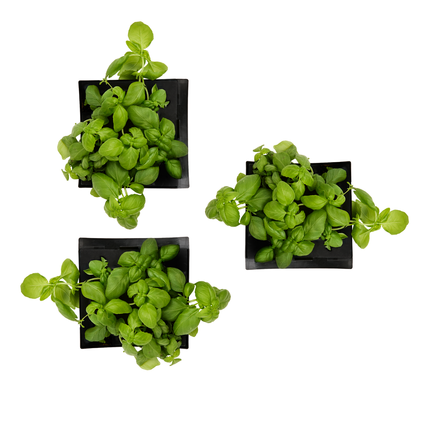 Lemon Basil 3-Pack for Roto Farm