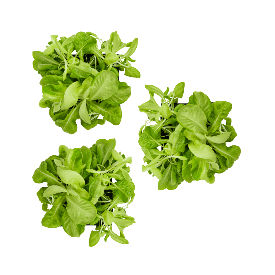 Lettuce 3-Pack for Roto Farm