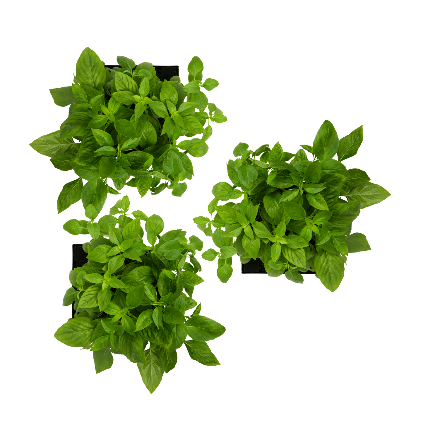 Thai Basil 3-Pack for Roto Farm