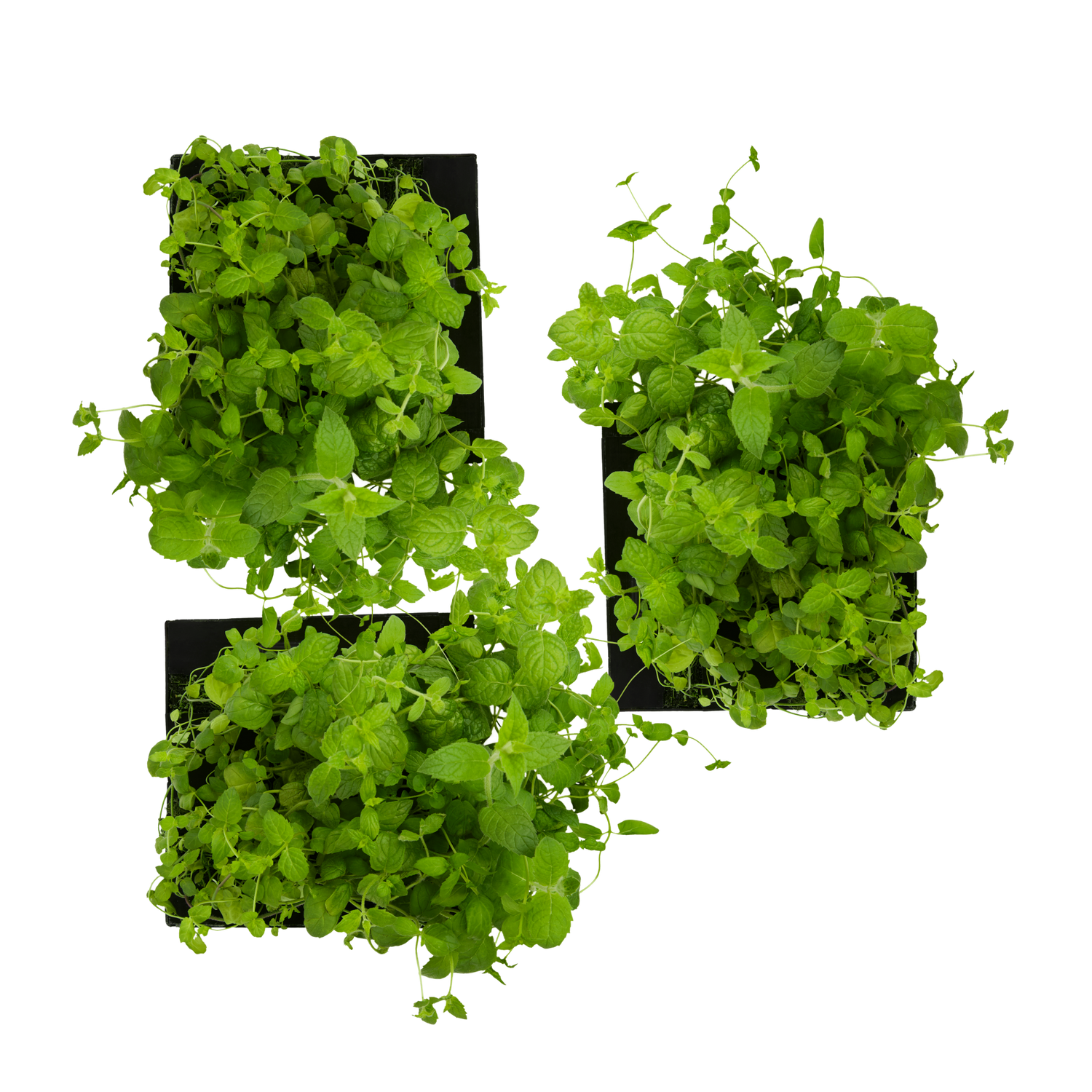 Spearmint 3-Pack for Roto Farm