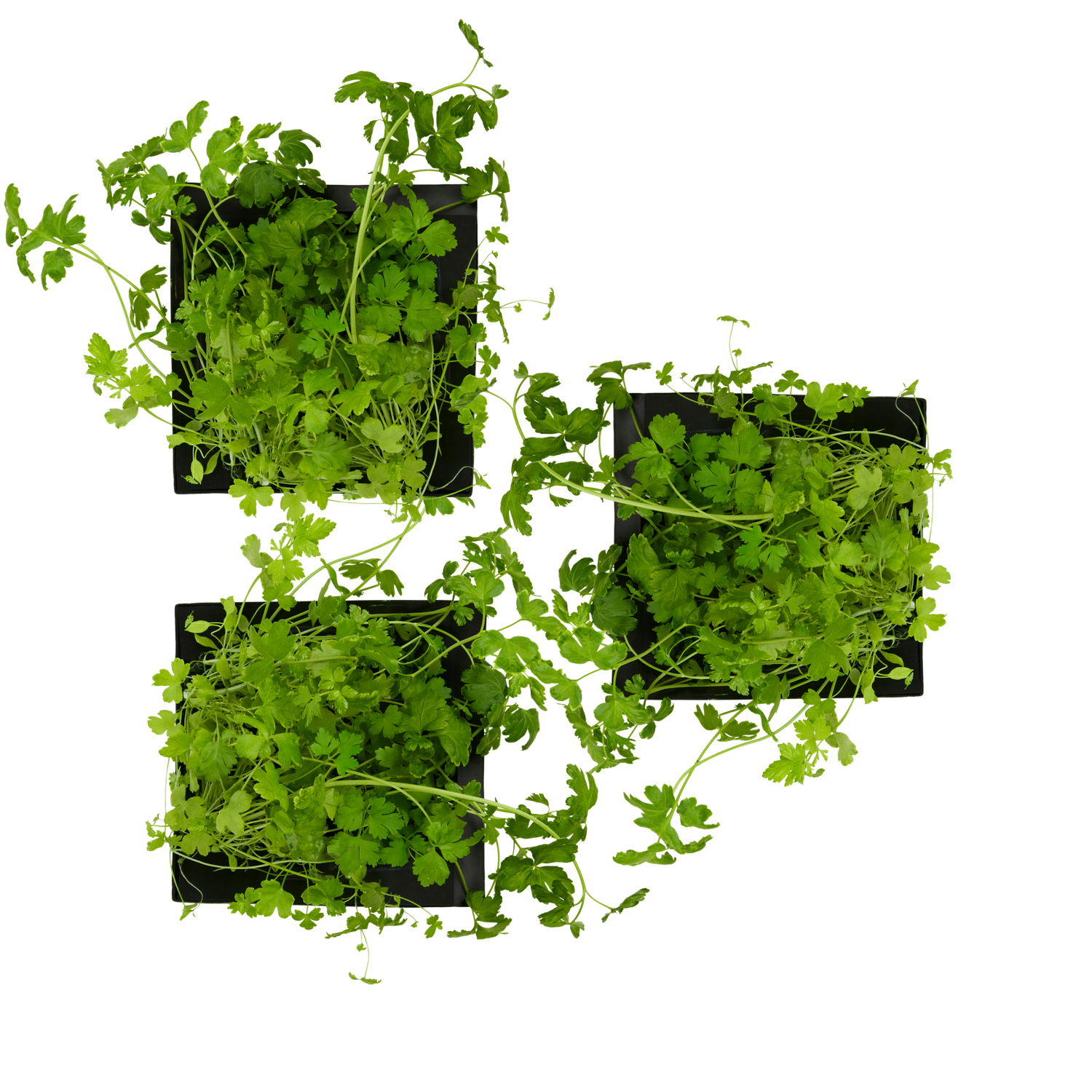 Parsley 3-Pack for Roto Farm