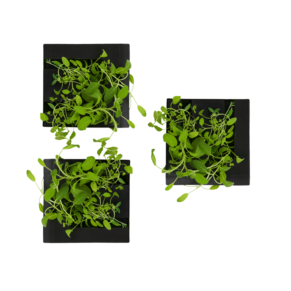 Sage 3-Pack for Roto Farm