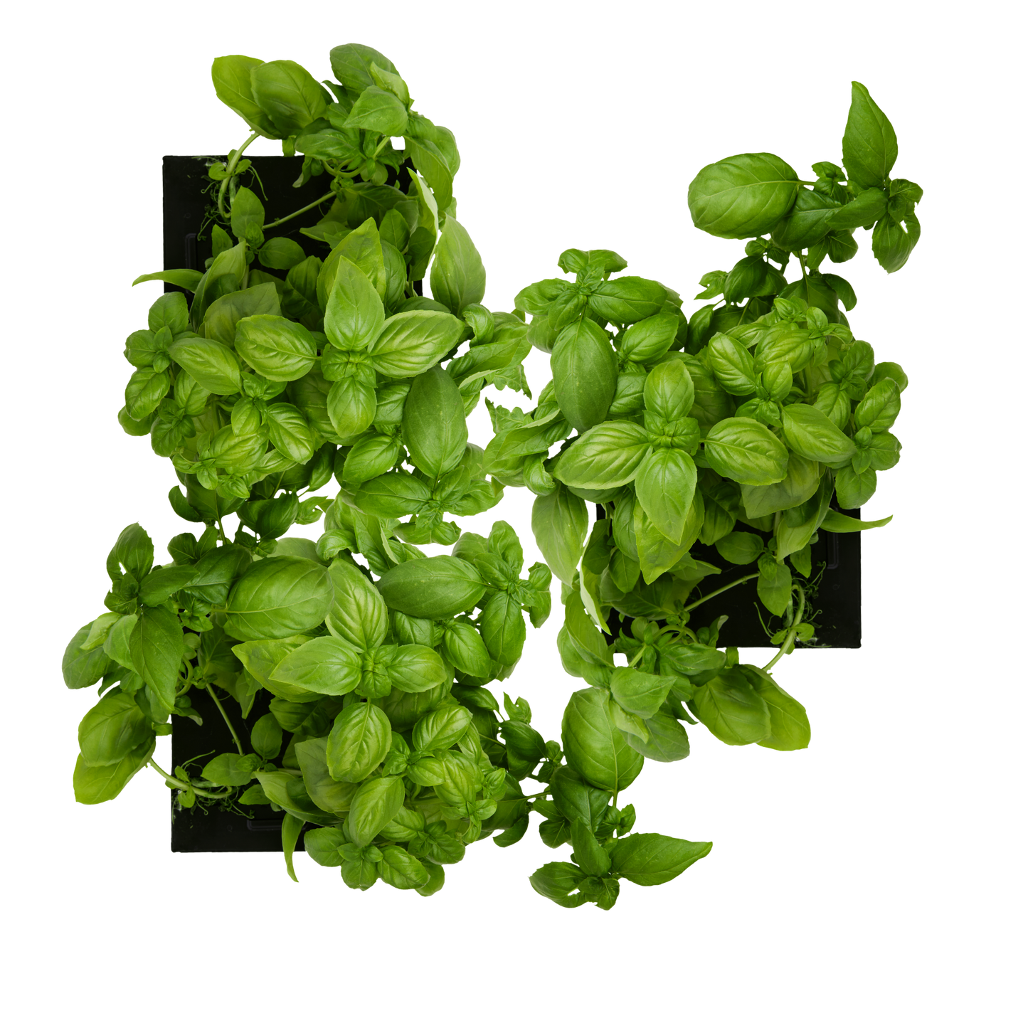 Sweet Basil 3-Pack for Roto Farm