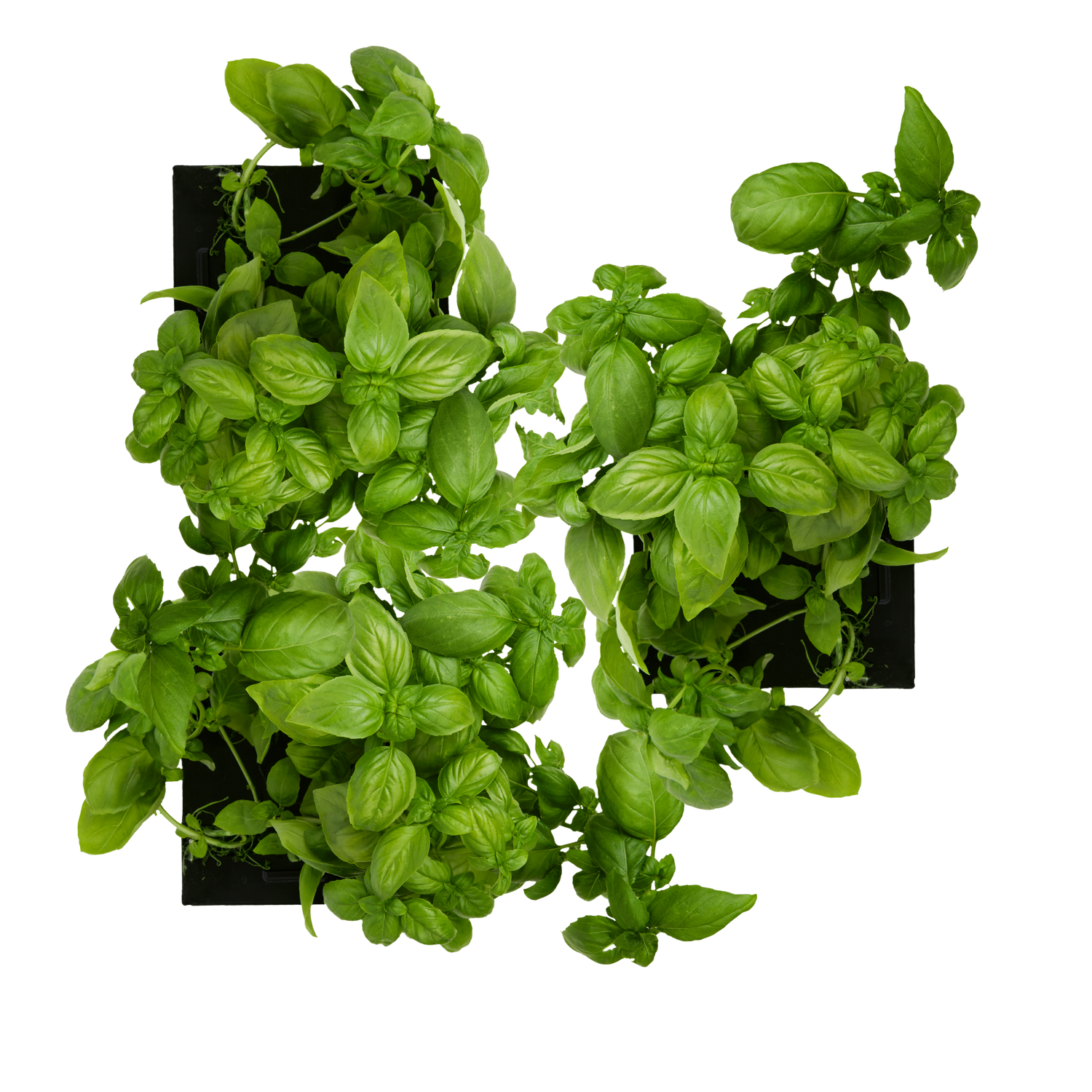 Sweet Basil 3-Pack for Roto Farm