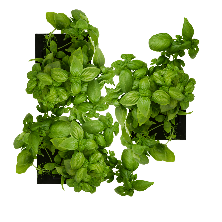 Sweet Basil 3-Pack for Roto Farm